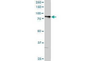 ALOX5 MaxPab rabbit polyclonal antibody. (ALOX5 抗体  (AA 1-674))