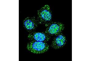 Confocal immunofluorescent analysis of ACP1 Antibody (N-term) (ABIN653360 and ABIN2842836) with Hela cell followed by Alexa Fluor 488-conjugated goat anti-rabbit lgG (green). (ACP1 抗体  (N-Term))