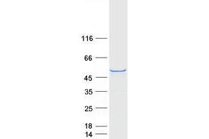 Validation with Western Blot