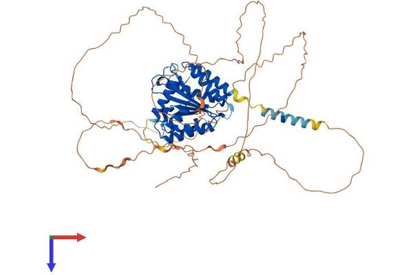TOR1AIP1 Protein (AA 1-595) (His tag)