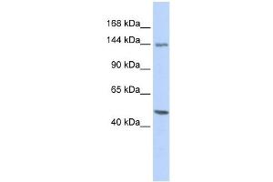 FLII antibody used at 1 ug/ml to detect target protein. (FLII 抗体)