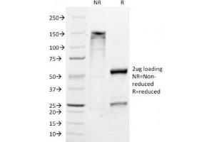 SDS-PAGE Analysis of Purified, BSA-Free Melan-A Antibody (clone M2-9E3). (MLANA 抗体)