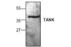 Image no. 1 for anti-TRAF Family Member-Associated NFKB Activator (TANK) antibody (ABIN155084) (TANK 抗体)