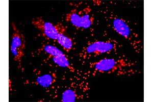 Proximity Ligation Analysis of protein-protein interactions between FADD and FAS. (FAS 抗体  (AA 20-119))