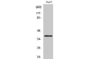 Western Blotting (WB) image for anti-Chemokine (C-C Motif) Receptor-Like 2 (CCRL2) (Internal Region) antibody (ABIN3183725) (CCRL2 抗体  (Internal Region))
