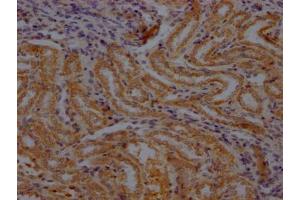 IHC image of ABIN7179061 diluted at 1:100 and staining in paraffin-embedded rat kidney tissue performed on a Leica BondTM system. (Renin 抗体  (AA 65-264))