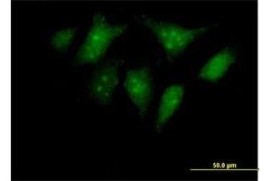 Immunofluorescence (IF) image for anti-ELMO/CED-12 Domain Containing 3 (ELMOD3) (AA 1-391) antibody (ABIN529598)