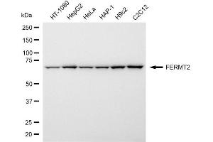 anti-Fermitin Family Member 2 (FERMT2) antibody