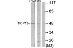 Western blot analysis of extracts from LOVO/NIH-3T3 cells, using TRIP13 Antibody. (TRIP13 抗体  (AA 383-432))