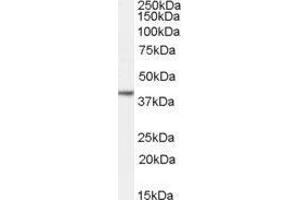 Western Blotting (WB) image for Nanog Homeobox (NANOG) (C-Term) peptide (ABIN368886) (Nanog Homeobox (NANOG) (C-Term) Peptide)