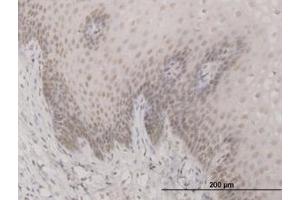 Image no. 1 for anti-Sin3A-Associated Protein, 30kDa (SAP30) (AA 131-220) antibody (ABIN599070) (SAP30 抗体  (AA 131-220))