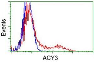 Image no. 4 for anti-Aminoacylase 3 (ACY3) antibody (ABIN1496463) (Aminoacylase 3 抗体)