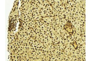 ABIN6272422 at 1/100 staining Mouse liver tissue by IHC-P.