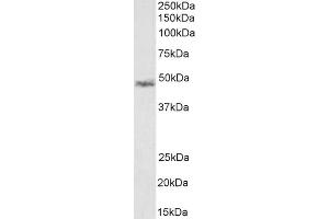 (ABIN185733) (1 μg/mL) staining of Rat KNRK cell lysate (35 μg protein in RIPA buffer). (CCM2 抗体  (Internal Region))