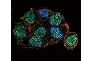 Confocal immunofluorescent analysis of VHL antibody with HepG2 cells followed by Alexa Fluor 488-conjugated goat anti-rabbit lgG (green). (VHL 抗体  (AA 43-71))