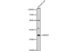 Western blot analysis of extracts of Mouse liver, using  antibody (ABIN3015484, ABIN3015485, ABIN3015486 and ABIN6218517) at 1:1000 dilution. (APOA5 抗体  (AA 207-366))