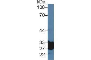 Western Blotting (WB) image for anti-Carbonic Anhydrase VA (CA5A) (AA 12-219) antibody (ABIN7437338)