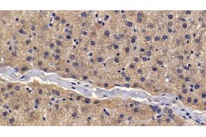 Detection of a2M in Porcine Liver Tissue using Polyclonal Antibody to Alpha-2-Macroglobulin (a2M) (alpha 2 Macroglobulin 抗体  (AA 616-856))