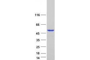 Western Blotting (WB) image for Pseudouridylate Synthase 1 (PUS1) (Transcript Variant 3) protein (Myc-DYKDDDDK Tag) (ABIN2730183)
