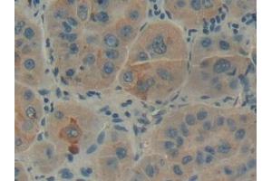 Immunohistochemistry (IHC) image for anti-Glucosidase, Beta, Acid (GBA) (AA 117-214) antibody (ABIN7434968)