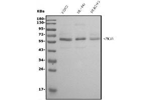 Western blot analysis of CDC45L using anti-CDC45L antibody (ABIN7600230).