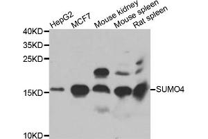 Western blot analysis of extracts of various cell lines, using SUMO4 antibody (ABIN5975591) at 1/1000 dilution. (SUMO4 抗体)