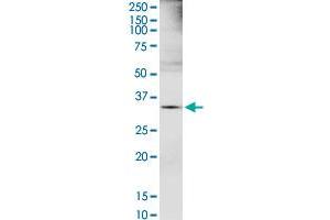 EXTL2 MaxPab rabbit polyclonal antibody. (EXTL2 抗体  (AA 39-330))