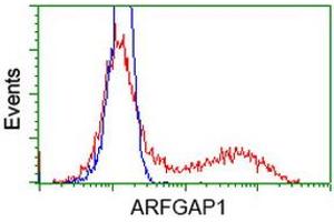 HEK293T cells transfected with either RC206987 overexpress plasmid (Red) or empty vector control plasmid (Blue) were immunostained by anti-ARFGAP1 antibody (ABIN2454349), and then analyzed by flow cytometry. (ARFGAP1 抗体)