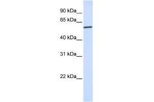 Karyopherin Alpha 4 antibody used at 1 ug/ml to detect target protein. (KPNA4 抗体)
