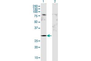 Western Blot analysis of GSTM5 expression in transfected 293T cell line by GSTM5 MaxPab polyclonal antibody. (GSTM5 抗体  (AA 1-218))