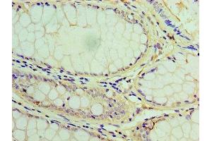 Immunohistochemistry (IHC) image for anti-Lipase A, Lysosomal Acid, Cholesterol Esterase (LIPA) (AA 22-399) antibody (ABIN7158764)