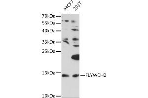 Western blot analysis of extracts of various cell lines, using FLYWCH2 Rabbit pAb (ABIN7267220) at 1:1000 dilution. (FLYWCH2 抗体  (AA 51-140))