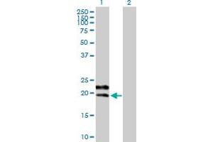 Western Blot analysis of GYPC expression in transfected 293T cell line by GYPC MaxPab polyclonal antibody. (CD236/GYPC 抗体  (AA 1-128))