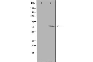 Western blot analysis of extracts from K562 cells, using WIPF1 antibody. (WIPF1 抗体  (C-Term))