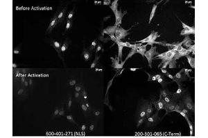 Image no. 1 for anti-Nuclear Factor-kB p65 (NFkBP65) (N-Term) antibody (ABIN105291)