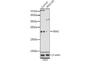 Western blot analysis of extracts from normal (control) and KRAS knockout (KO) 293T cells, using KRAS antibody (ABIN6132168, ABIN6143000, ABIN6143001 and ABIN6216439) at 1:1000 dilution. (K-RAS 抗体  (AA 30-188))