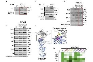 Hsp90 catalytic loop facilitates binding of Tsc1 and FNIPs co-chaperones: (B) FNIP1-HA, FNIP2-HA, or empty vector (EV; control) was immunoprecipitated from HEK293 cells. (FNIP1 抗体  (Internal Region))