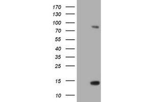 Image no. 1 for anti-Spastic Paraplegia 7 (SPG7) (AA 300-573) antibody (ABIN1491374) (SPG7 抗体  (AA 300-573))