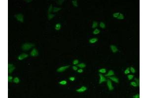 Immunohistochemistry (IHC) image for anti-Ataxin 10 (ATXN10) (AA 116-302) antibody (ABIN7442945)