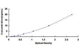 ELISA image for Slingshot Homolog 1 (SSH1) ELISA Kit (ABIN1118148)