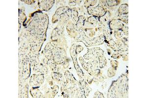 Immunohistochemistry (IHC) image for anti-Translocase of Outer Mitochondrial Membrane 40 Homolog (TOMM40) antibody (ABIN1875158) (TOMM40 抗体)