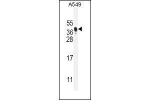 NIX Antibody (Center) (ABIN655731 and ABIN2845178) western blot analysis in A549 cell line lysates (35 μg/lane). (BNIP3L/NIX 抗体  (AA 52-81))