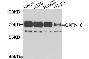 Western blot analysis of extracts of various cell lines, using CAPN10 antibody.