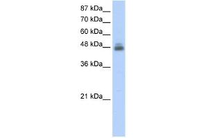 WB Suggested Anti-RBMS1 Antibody Titration:  2. (RBMS1 抗体  (C-Term))