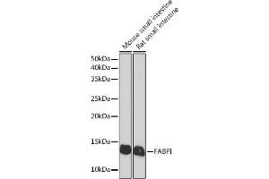 Western blot analysis of extracts of various cell lines, using FABPI Rabbit mAb (ABIN7267151) at 1:1000 dilution. (FABP2 抗体)