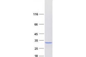 Western Blotting (WB) image for Protein-L-Isoaspartate (D-Aspartate) O-Methyltransferase (PCMT1) protein (Myc-DYKDDDDK Tag) (ABIN2728412)