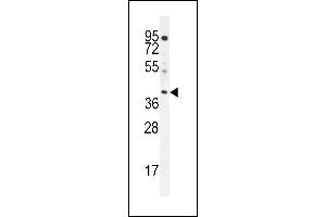 ELMD2 Antibody (C-term) (ABIN655927 and ABIN2845321) western blot analysis in HL-60 cell line lysates (35 μg/lane). (ELMOD2 抗体  (C-Term))
