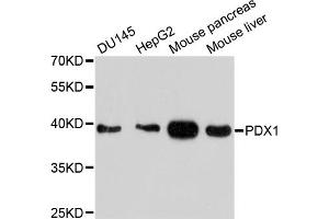 Western blot analysis of extracts of various cell lines, using PDX1 antibody. (PDX1 抗体)