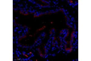 Immunofluorescence of paraffin embedded mouse placenta using LTF (ABIN7074457) at dilution of 1: 700 (300x lens)