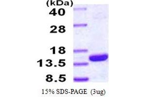 SDS-PAGE (SDS) image for Proteasome (Prosome, Macropain) Assembly Chaperone 4 (PSMG4) (AA 1-123) protein (His tag) (ABIN667615) (PSMG4 Protein (AA 1-123) (His tag))